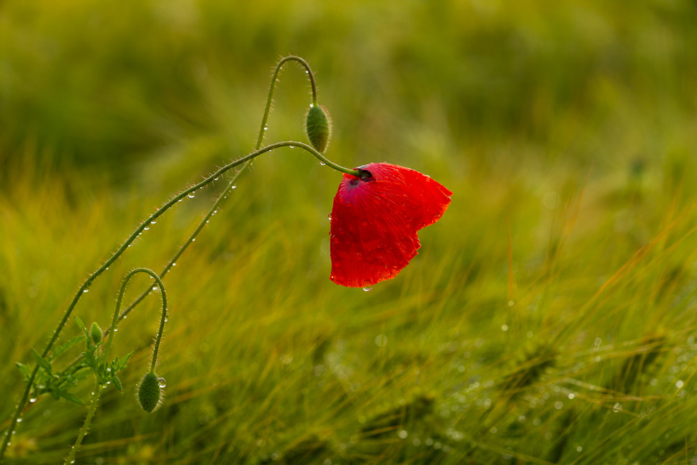 Platz 11 Michael Mayer